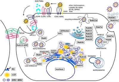 Relevance of Rab Proteins for the Life Cycle of Hepatitis C Virus